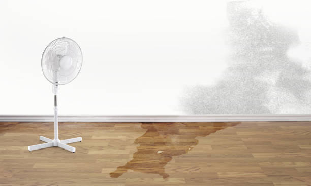Best Water damage contractors near me  in Dickinson, TX